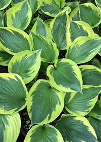 Hosta  'Twilight'